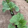 BioWełna ściółkująca AGRIMPEX E7501 0.8 x 5 m Przeznaczenie Przeciw chwastom