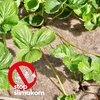 BioWełna ściółkująca AGRIMPEX E7501 0.8 x 5 m Liczba sztuk w opakowaniu 1