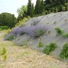 Włóknina AGRIMPEX Bio Hemp Cover 0.8 x 5 m B7327 Liczba sztuk w opakowaniu 1