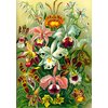 Puzzle CENEGA Imagination Ernst Haeckel Orchidea Orchid (1000 elementów) Wymiar obrazka [cm] 48 x 68