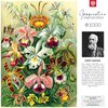 Puzzle CENEGA Imagination Ernst Haeckel Orchidea Orchid (1000 elementów) Seria Imagination