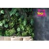 Neon LED MANTA SNL97PK Kot Gwarancja 24 miesiące