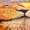Puzzle TACTIC Lovers African Lion 58306 (500 elementów) Rodzaj Tradycyjne