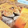 Puzzle TACTIC Lovers African Lion 58306 (500 elementów) Tematyka Zwierzęta