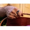 Smartring ULTRAHUMAN Ring Air 56.86mm Czarny Materiał wykonania pierścienia Węglik wolframu