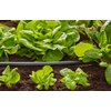 Rura montażowa GARDENA Micro-Drip-System 1346-20 (15 m) Średnica [mm] 13
