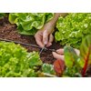 Czwórnik GARDENA Micro-Drip-System 13214-20 (10 szt.) Rodzaj Czwórnik