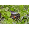 Dysza zraszająca GARDENA Micro-Drip-System 13321-20 (5 szt.) Ulica i numer budynku ul. Burakowska 14