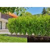 Rura montażowa GARDENA Micro-Drip-System 1/2" 50 m 13504-20 Średnica [cal] 1/2