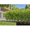 Zestaw do nawadniania GARDENA Micro-Drip-System 13500-20 (25 m) Nazwa HUSQVARNA POLAND SPÓŁKA Z OGRANICZONĄ ODPOWIEDZIALNOŚCIĄ