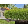Zestaw do nawadniania GARDENA Micro-Drip-System 13500-20 (25 m) Średnica [cal] 1/2