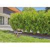 Zestaw do nawadniania GARDENA Micro-Drip-System 13500-20 (25 m) Długość [m] 25