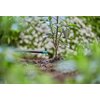 Kroplownik końcowy GARDENA Micro-Drip-System 13307-20 (25 szt.) Rodzaj Kroplownik końcowy