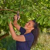 Sekator ogrodowy GARDENA 12242-20 Średnica cięcia [mm] 24