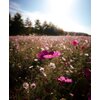 Obiektyw SAMYANG AF 12 mm f/2.0 do Canon RF-S Elementy niskodyspersyjne Tak