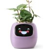 Doniczka inteligentna PLANTSIO IVY Wi-fi 0.122 L Fioletowy