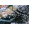Wideorejestrator TRACER Opti 3D-WF Format zapisu plików AVI