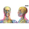Książka W Gabinecie anatomii Kate Davies (twarda okładka) Płeć Chłopiec