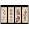 Książka W Muzeum Anatomicum Jenny Broom (twarda okładka) Płeć Dziewczynka