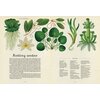 Książka W Muzeum Botanicum Kathy Willis (twarda okładka) Płeć Chłopiec