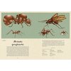 Książka W Muzeum Insektarium Dave Goulson (twarda okładka) Płeć Chłopiec