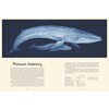 Książka W Muzeum Oceanarium Loveday Trinick (twarda okładka) Liczba stron 104