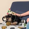 Zabawka CERDA Mandalorian 2800000709 Cechy Miękka i przyjemna w dotyku