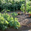 Podpora do roślin PROSPERPLAST Floo Supports 410482 Zielony