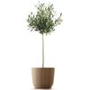 Doniczka PROSPERPLAST Ryfo Wood DRF200W Kawa ECO Obróbka Drewniana