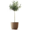 Doniczka PROSPERPLAST Ryfo Wood DRF200W Naturo ECO Obróbka Drewniana