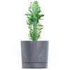 Donica PROSPERPLAST Tubo P (19.9 x 19.6 cm) 4.6L Ciemnoszary Obróbka Tworzywo sztuczne
