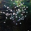 Lampa solarna EKO LIGHT Tree Kolor Czarny
