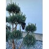Lampa solarna SUPERLED Azuro 5241K 6 szt. Czujnik Zmierzchu