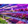 Żarówka LED do roślin KOBI Design Planty 9W E27 Czarny Barwa światła Naturalne
