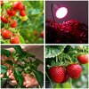 Żarówka LED do roślin KOBI Design Planty 9W E27 Barwa światła Naturalne