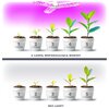 Żarówka LED do roślin KOBI Design Planty 24W E27 Kąt rozsyłu światła 120°