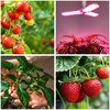Żarówka LED do roślin KOBI Design Planty 24W E27 Barwa światła Naturalne