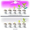 Żarówka LED do roślin KOBI Design Planty 40W E27 Rodzaj Żarówka do roślin