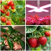 Żarówka LED do roślin KOBI Design Planty 40W E27 Stopień ochrony IP20