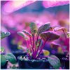 Żarówka LED do roślin KOBI Design Planty FGS 8W E27 Rodzaj Żarówka do roślin