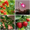 Żarówka LED do roślin KOBI Design Planty FGS 8W E27 Barwa światła Naturalne