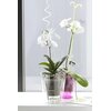 Doniczka PROSPERPLAST Coubi Orchid DUOW160P-CPRB 2.4L Fioletowy Wymiary [mm] 160 x 183