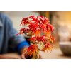 LEGO 10348 Botanicals Klon palmowy bonsai Płeć Męska