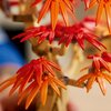 LEGO 10348 Botanicals Klon palmowy bonsai Seria Lego Botanicals