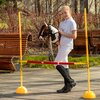 Koń na kiju SKIPPI Hobby Horse GAD03022 A3 Biało-brązowy Wypełnienie Włókno silikonowe