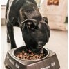 Karma dla psa FITMIN Medium Maxi Lamb & Rice Jagnięcina 12 kg Smak Jagnięcina