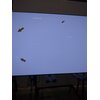 Telewizor SAMSUNG QE77S95C 77" OLED 4K 144Hz Tizen TV Dolby Atmos HDMI 2.1 Zużycie energii HDR [kWh/1000h] 252