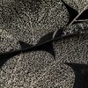 Czarny koc z widocznym wzorem przypominającym liście, wykonanym z jasnych, cienkich linii. Materiał jest lekko pofałdowany, co dodaje tekstury i głębi wzorowi.