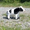 Na zdjęciu znajduje się pluszowa maskotka w kształcie krowy, stojąca na żwirowej ścieżce otoczonej trawą. Maskotka ma biało-czarne łaty i różowy pyszczek.
