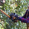 Osoba w rękawicach ochronnych przycina żywopłot za pomocą akumulatorowych nożyc do żywopłotu. W tle widoczne są zielone liście krzewu.